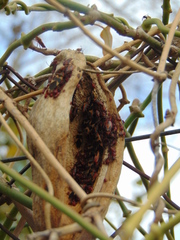 Oncopeltus unifasciatellus