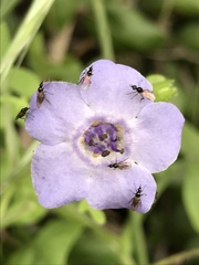 Pholistoma auritum auritum