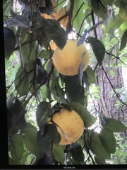 Citrus paridisi