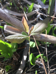 Lonicera dioica