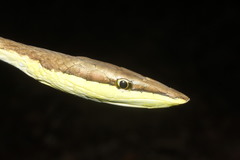 Oxybelis microphthalmus