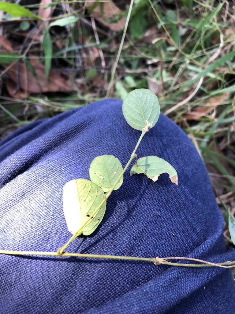 Legumes From Mount Coot Tha Qld Australia On April At