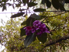 Meriania nobilis
