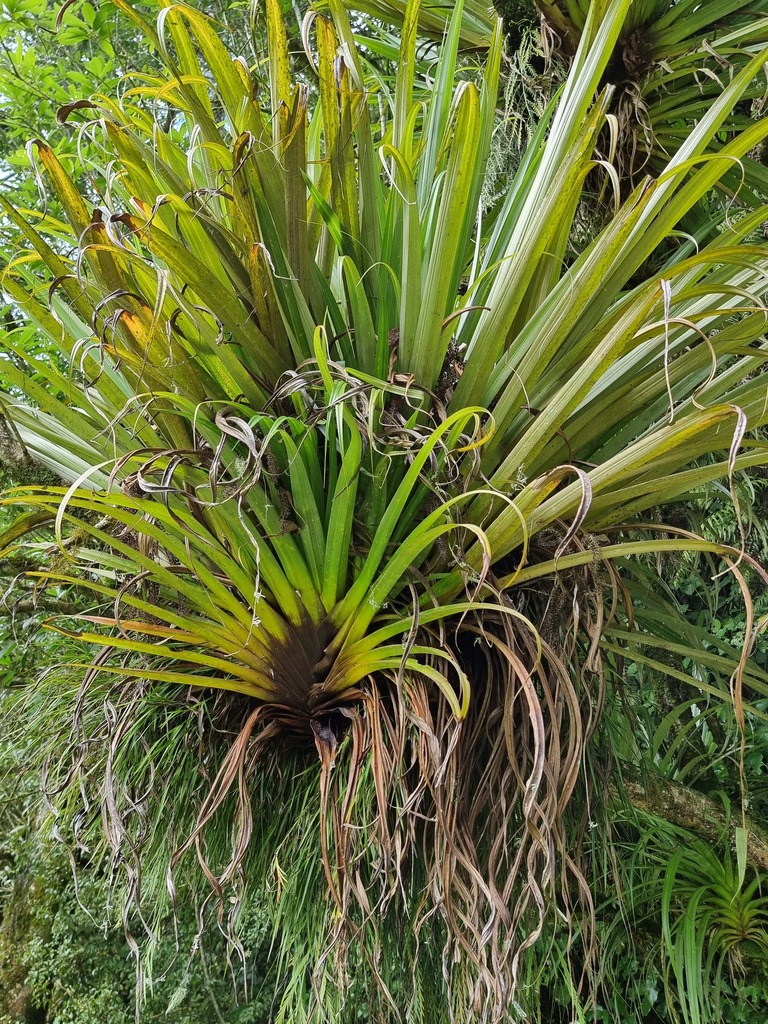 Collospermum