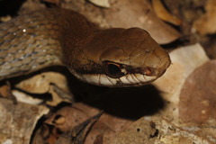 Mastigodryas melanolomus