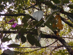 Meriania nobilis