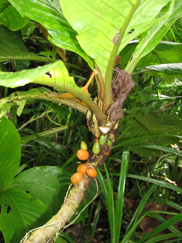 Cyrtandra samoensis observed 2016-05-17