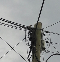 Melanerpes aurifrons