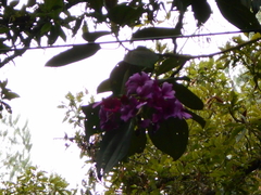 Meriania nobilis