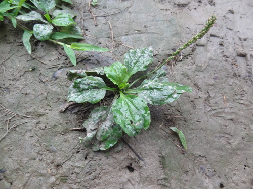 Chinese plantain (Plantago asiatica)