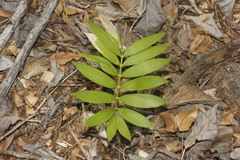 Zamia paucijuga