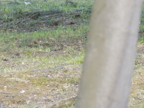 Swinhoe's Snipe (Gallinago megala), photo 3
