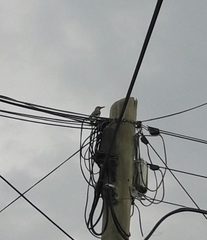 Melanerpes aurifrons