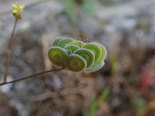 Image of Biscutella didyma by (c) Daniel Cahen, some rights reserved (CC BY)