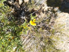 Adesmia miraflorensis