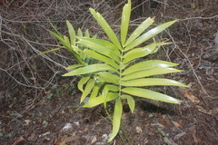 Zamia paucijuga