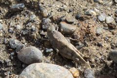 Lactista gibbosus