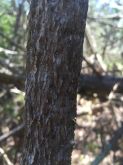 Fraxinus nigra