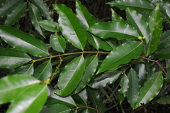 Phaleria glabra