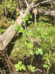 Ribes americanum
