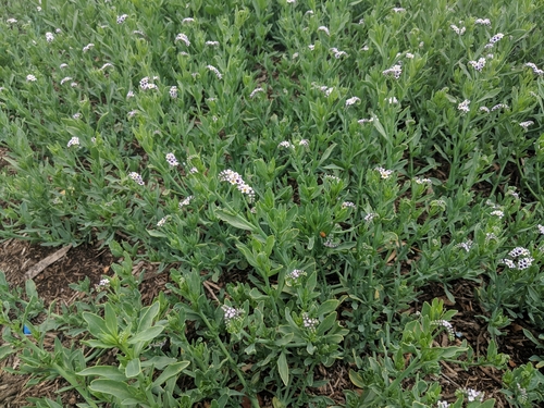 Heliotropium curassavicum