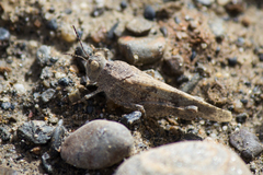 Trimerotropis occidentalis