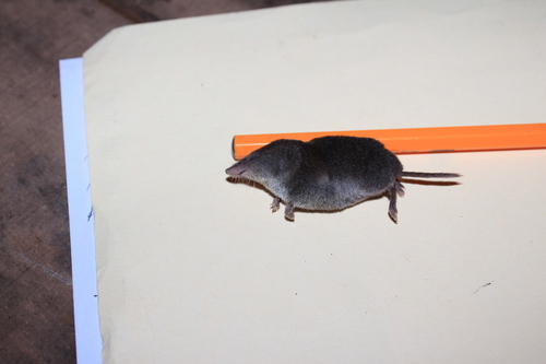Central Mexican Broad-clawed Shrew