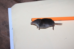 Cryptotis alticola