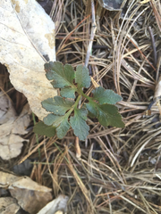 Sceptridium rugulosum