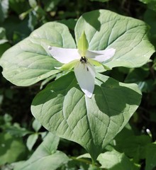 Trillium