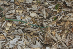 Leptophis diplotropis forreri