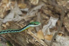 Leptophis diplotropis forreri
