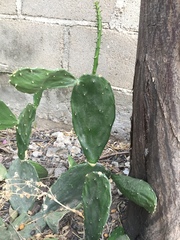 Opuntia cochenillifera