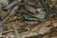 Leptophis diplotropis forreri