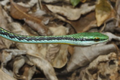 Leptophis diplotropis forreri