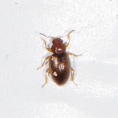 Corticarina