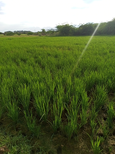 Foto de Arroz