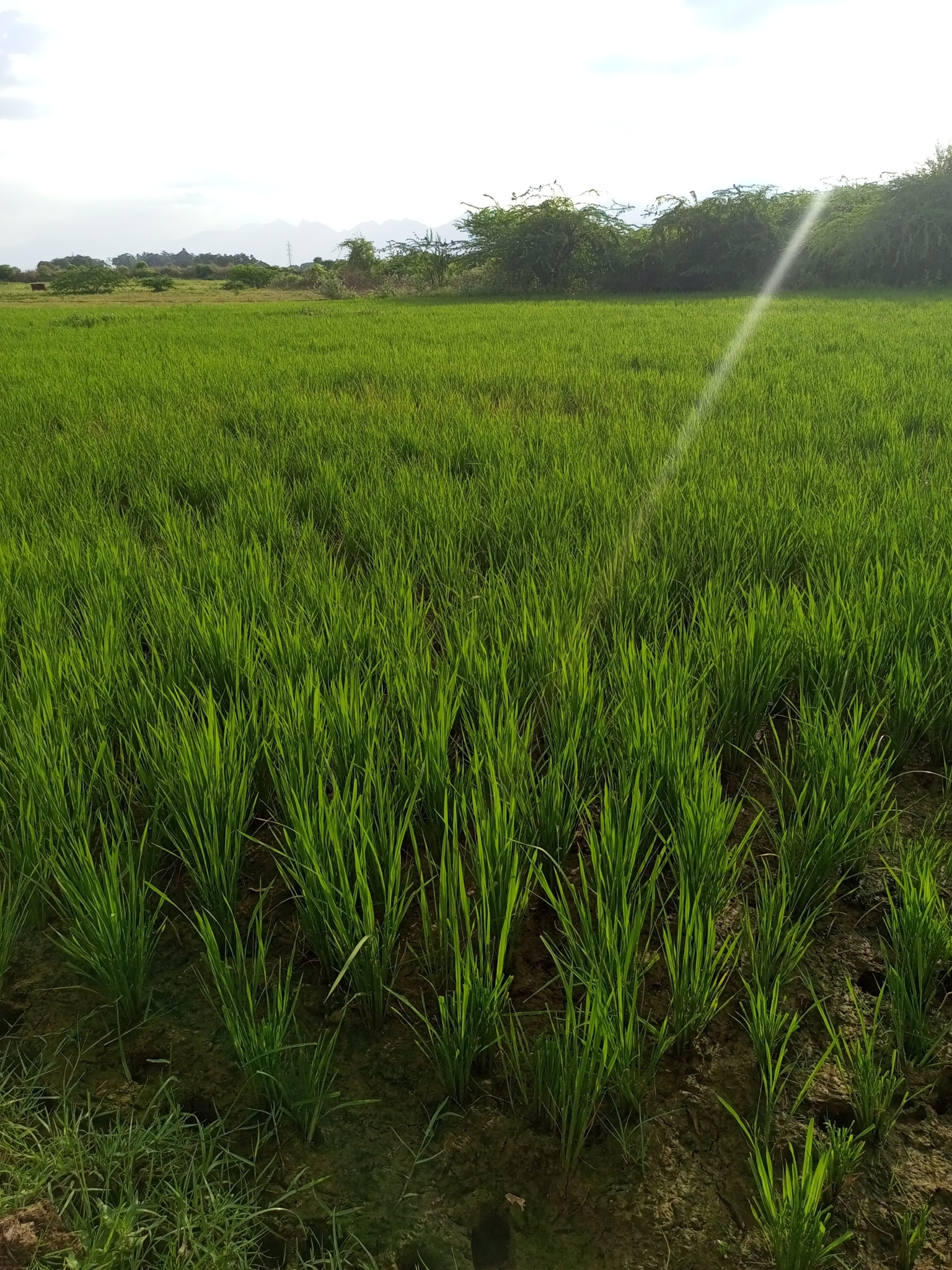 Imagem de Arroz