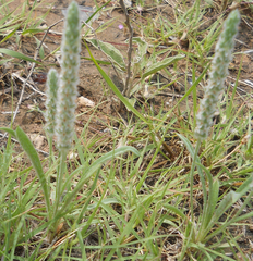 Plantago patagonica
