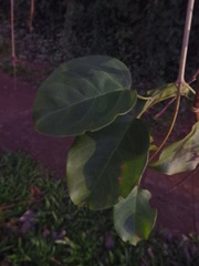 Fridericia florida
