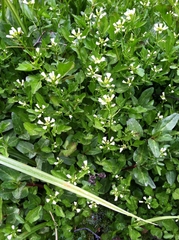 Cardamine breweri