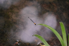 Prodasineura croconota