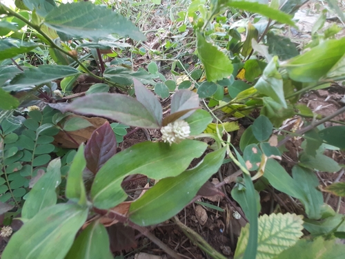 Ruby Leaf