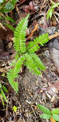 Adiantum tuomistoanum