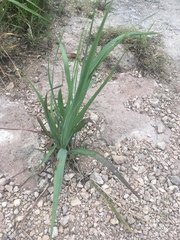 Tripsacum dactyloides