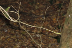 Oxybelis microphthalmus