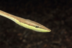 Oxybelis microphthalmus