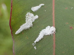 Eucalyptolyma maideni