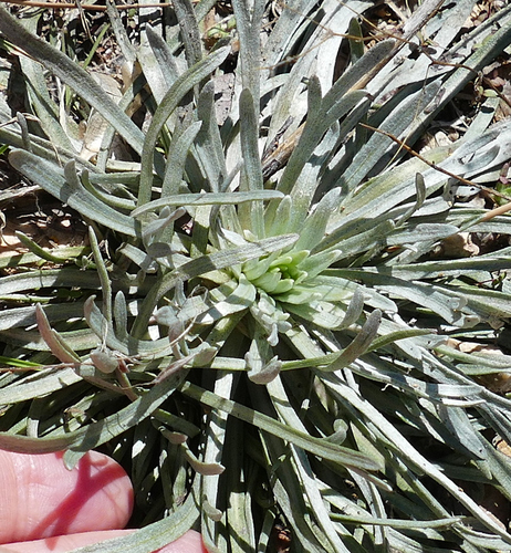 Hymenoxys subintegra, photograph 6