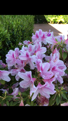 Rhododendron × pulchrum